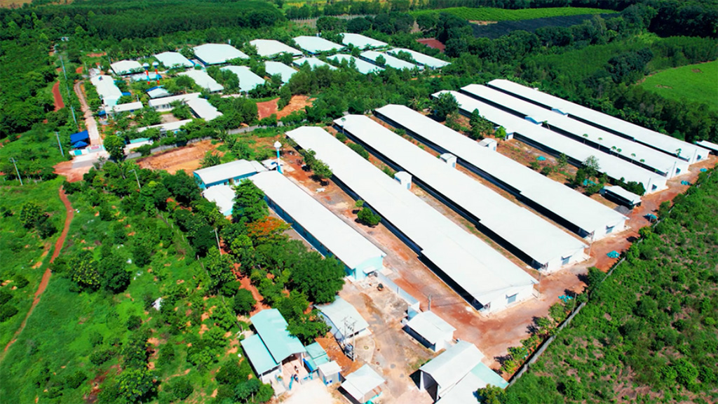 Trại heo công nghệ cao