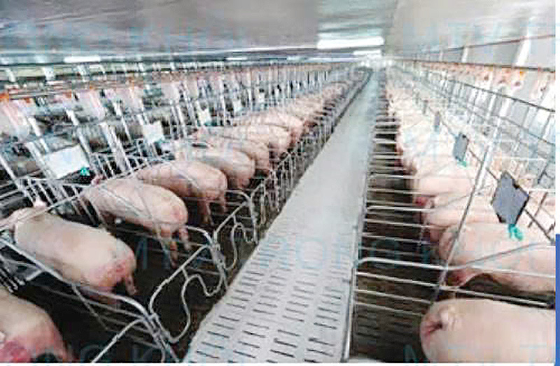 Chăn nuôi công nghệ cao