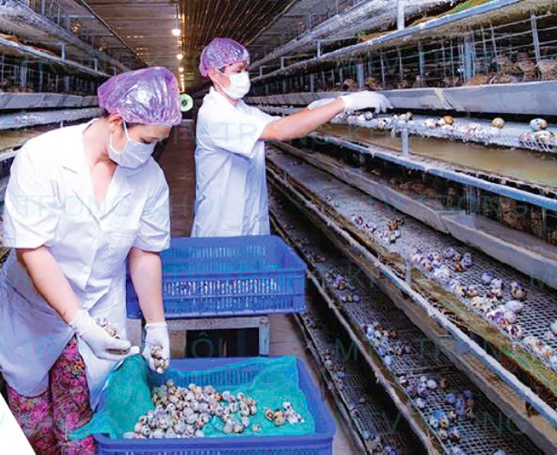 Chăn nuôi công nghệ cao