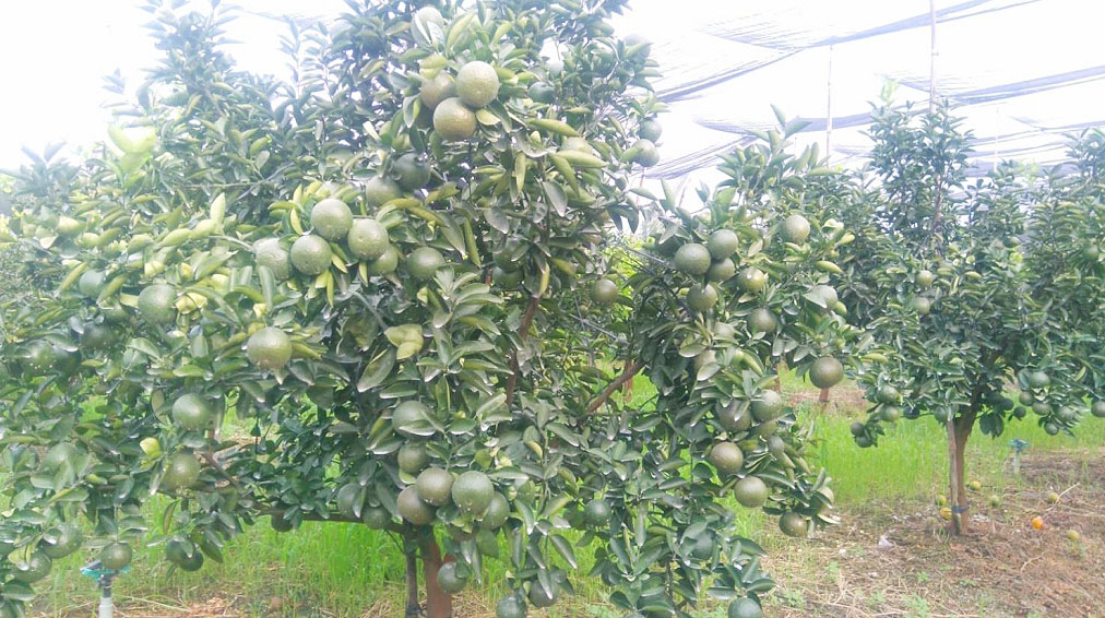 Cam sành tròng theo chuẩn VIETGAP